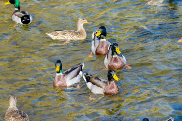 wild ducks swim around the pond in the park