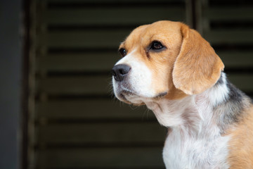 Cute female beagle dog looking up.