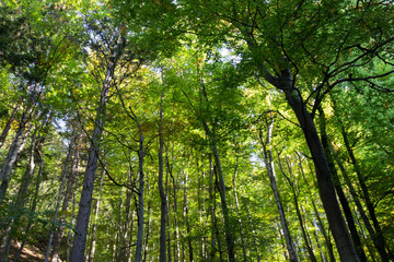 Green forest. Top of trees.