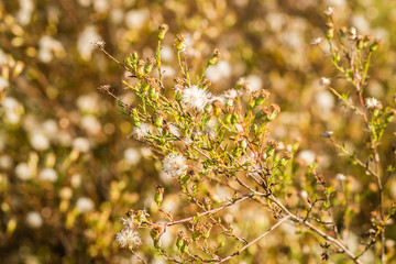 meadow plants in fall colors