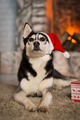 dog under the christmas tree