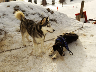 Sled dogs resting before next run