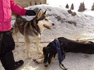 Sled dogs resting before next run