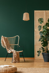 Wicker armchair with beige blanket next to monster plant in black pot, real photo with copy space...