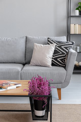 Closeup of heather in pot on the coffee table next to stylish grey couch with pillows, real photo...