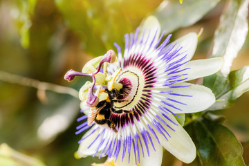 Bourdon sur une fleur de la passion