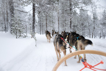 Husky dog sledding in Lapland, Finland © Delphotostock