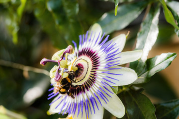 Bourdon sur une fleur de la passion