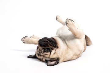 Cute pet dog pug breed lying on ground and smile waiting for playing with owner happiness feeling...