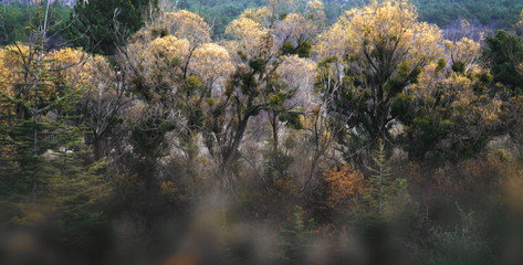 surreal trees in a foggy day 