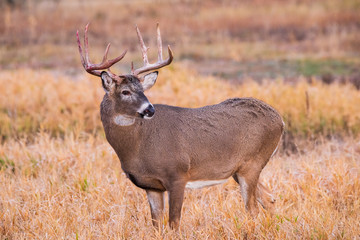 Naklejka na ściany i meble White-Tailed Buck During Annual Rut - Wild Deer on the High Plains of Colorado