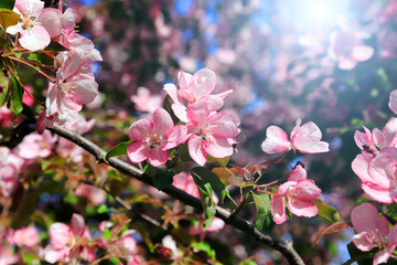 Branches of spring tree with beautiful pink flowers