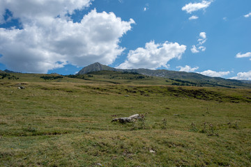 Road to Montgarri through the mountain of Aran Valley