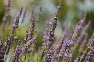 Lavender waves in a gentle breeze in my garden on a warm summer afternoon.