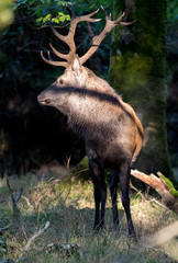 Naklejka premium Portrait of a Powerful Red stag deer lit by sunlight in the forest