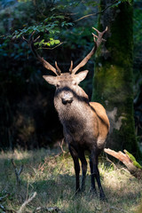 Portrait of a Powerful Red stag deer lit by sunlight in the forest