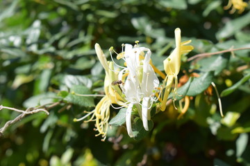 The insect takes nectar from small white flowers.