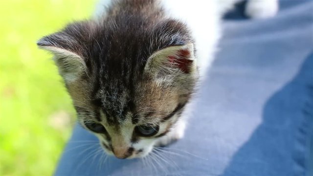 Cute kitten outdoors. Close up slow motion