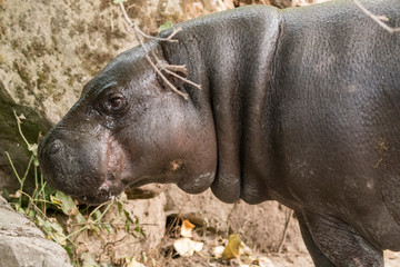 Hippopotamus on land.