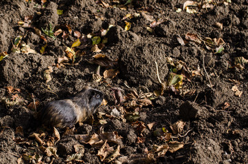 Guinea pig walk outside in the garden - autumn scene