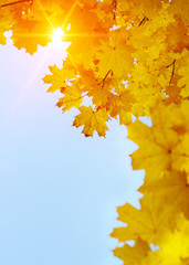 Naklejka na ściany i meble Autumn leaves on the sun