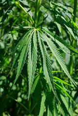 Green fresh foliage of cannabis plant (hemp, marijuana)