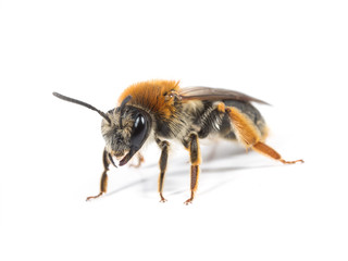 Female Mining Bee