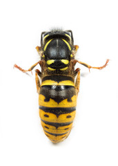 Hibernating wasp or yellowjacket