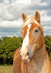 Obraz premium Belgian draft horse with a wide blaze, looking to the left of the viewer