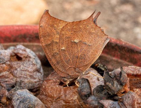 Goatweed Leafwing butterfly drinking juices out of fermenting persimmon fruit