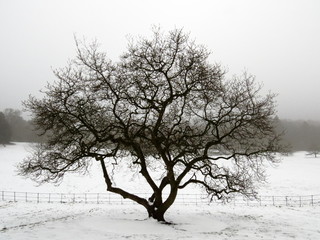 Magnolia en hiver