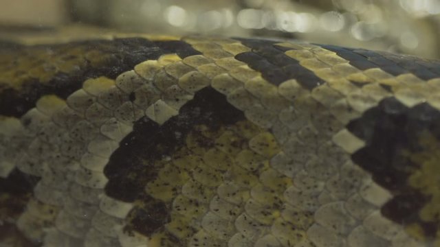 closeup,python snake