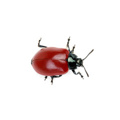 red beetle on a white