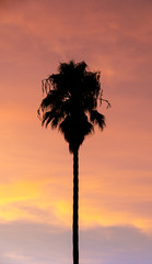 Naklejka premium Silhouette Palm Tree Sunset. Mountain View, Santa Clara County, California, USA.