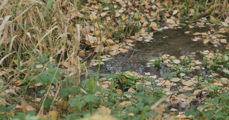 Naklejka na ściany i meble closeup of water stream in autumn park