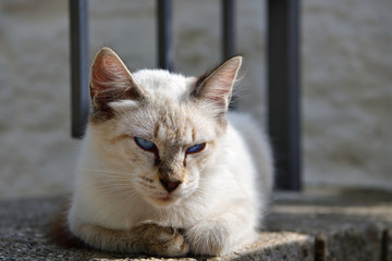 Hauskatze