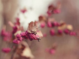 Pink berries in the park in autumn © Monika