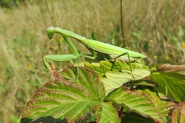 Green mantis on raspberry leaves in the garden, closeup 