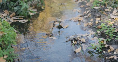 closeup of water stream in autumn park