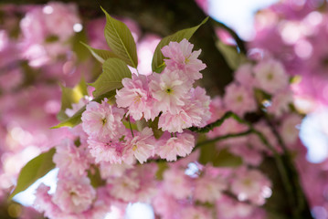 Blume