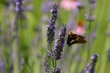 A Silver Spotted Skipper Butterfly feeds on Lavender blossoms in my herb garden.