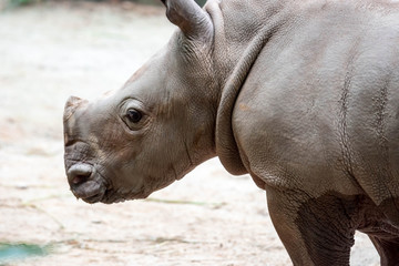 A closeup shot of a baby white rhinoceros or square-lipped rhino Ceratotherium simum while playing...