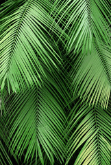 Dark, lush green background texture of tropical, exotic palm leaves in a jungle.