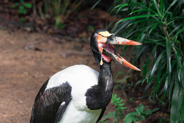 Closeup shot of a Saddle billed stork Ephippiorhynchus senegalensis while opening its beak on a zoo in Singapore