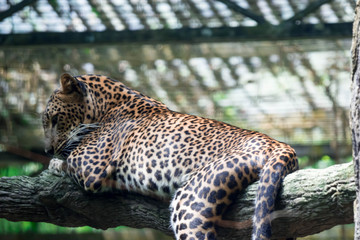 A leopard panther Panthera pardus while resting on a tree branch inside a zoo in Singapore