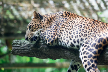A leopard panther Panthera pardus while resting on a tree branch inside a zoo in Singapore