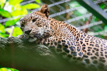 A leopard panther Panthera pardus while resting on a tree branch inside a zoo in Singapore