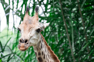 Obraz premium A closeup photo of a Giraffa camelopardalis Giraffe's head in a zoo somewhere in Asia