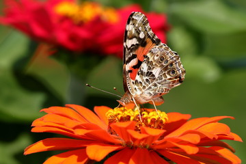 A Painted Lady Butterfly feeds on an orange Zinnia flower in my garden.