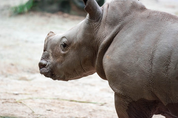 Naklejka premium A closeup shot of a baby white rhinoceros or square-lipped rhino Ceratotherium simum while playing in a park in singapore